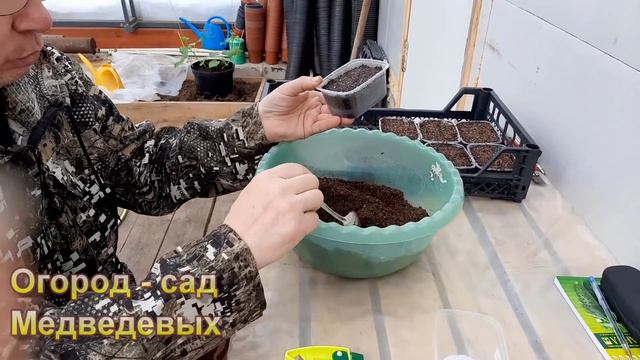 Начало массового выращивания рассады томатов смотреть онлайн