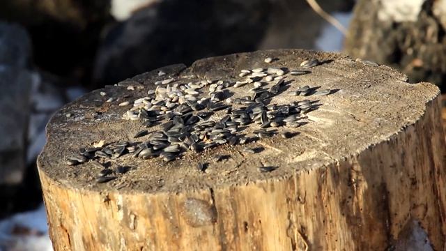 Поползни и пухляки | Ураловед смотреть онлайн