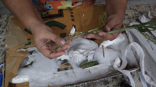 GreenSpaces Tropical Plants Unboxing - Discount Code For You! смотреть онлайн