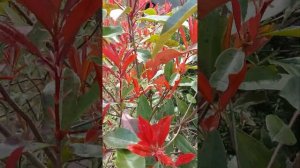 ФОТИНИЯ ФРАЗЕРА... Phothinia fraseri « Red Robin «.. Завораживает, притягивает взгляд....