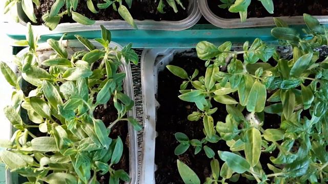 😉🌱✌🍃🌱КАК ЗАКАЛИТЬ РАССАДУ?! ВПЕРЕД К ОТКРЫТОМУ ПРОСТРАНСТВУ МАРТОВСКОГО СОЛНЦА🌞🌡