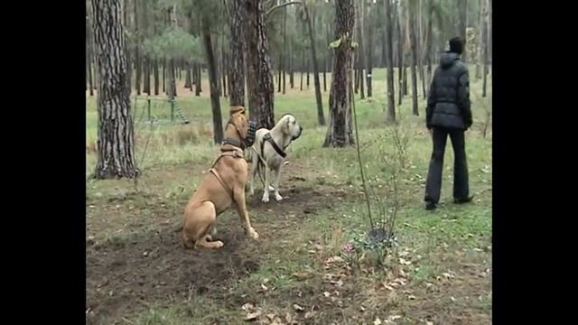 Брaзильские филы- начало смотреть онлайн