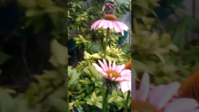 Butterfly Echinacea Flower