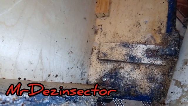 Клопы!!! Очередная жесть ???bed bugs??? смотреть онлайн