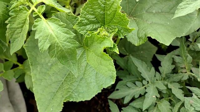 ?Удачный опыт выращивания томатов в Сибири прямым посевом в грунт! смотреть онлайн