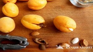 Как вырастить абрикос из косточки