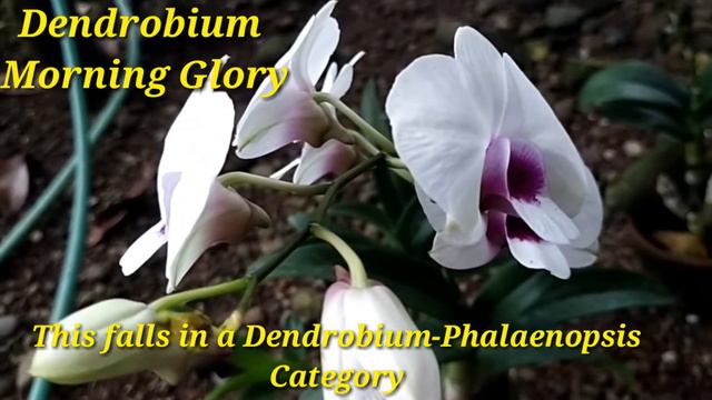 Dendrobiums in bloom.. смотреть онлайн