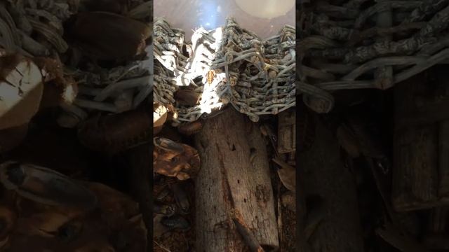 Аргентинский таракан Blaptica Dubia. Содержание и разведение смотреть онлайн