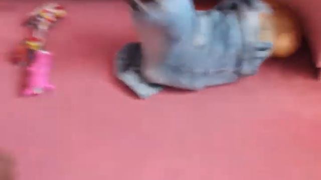 Родезийский Риджбек смотреть онлайн