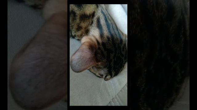 Как спит бенгальский кот ! смотреть онлайн