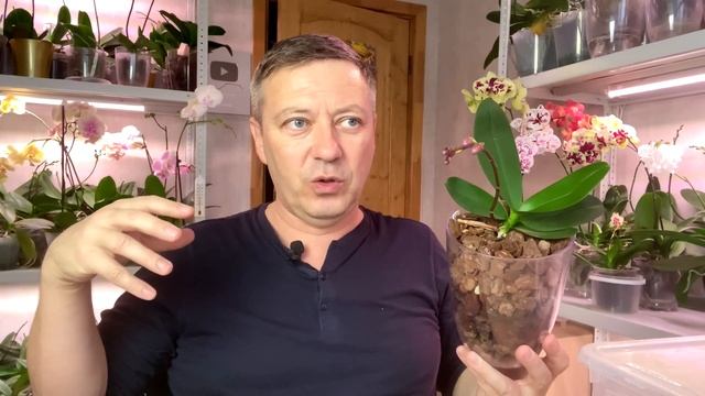 цветоносы орхидей УСКОРЯТСЯ в росте и НЕ ЗАМЕТЯТ орхидеи пересадку смотреть онлайн