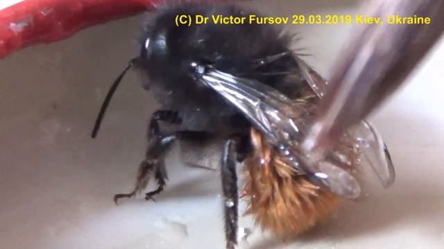 Забавные Моменты с Пушистыми Парнями