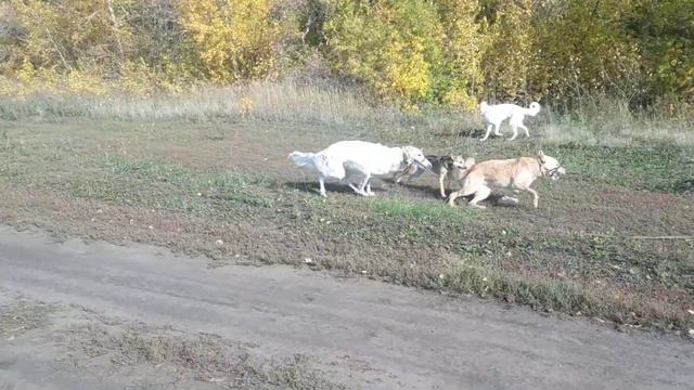 Смотри, русские псовые борзые: не сильно то и разбегутся. Борзые резвятся в полях смотреть онлайн