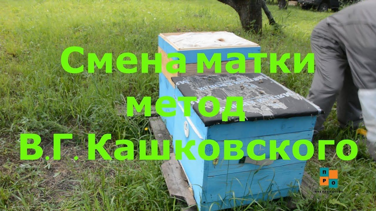 Слабая семья, спасать или вытряхнуть?Смена матки метод Кашковского В.Г. смотреть онлайн