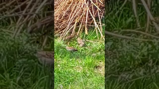 Воробьи на зелёной травке смотреть онлайн