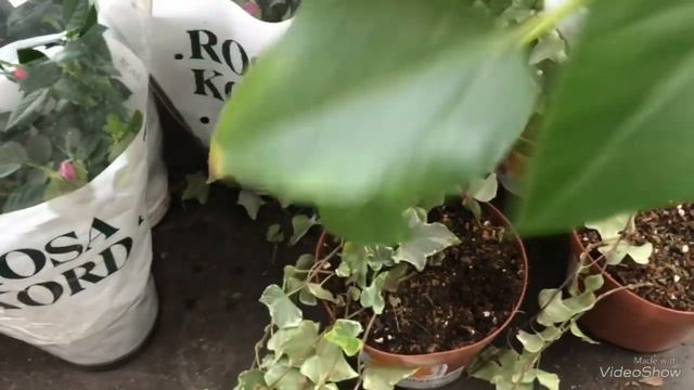 Уценённые Цветы в Оби. смотреть онлайн
