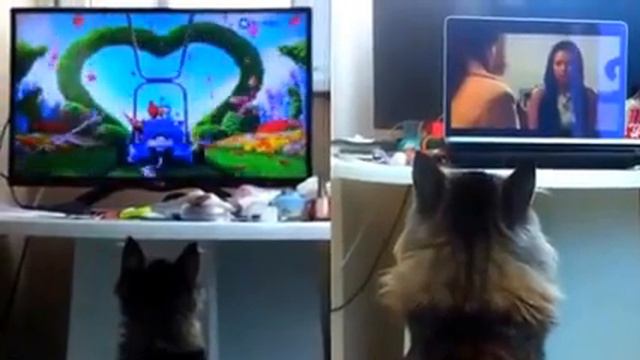 Кот вырос, а привычки остались смотреть онлайн