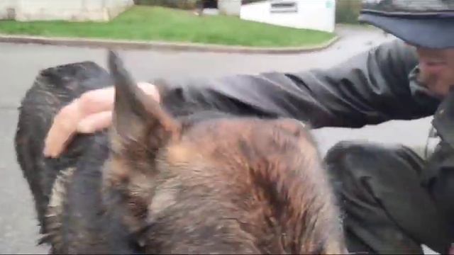Malinois Mix Rüde Samba hofft so sehr auf eine Chance! смотреть онлайн
