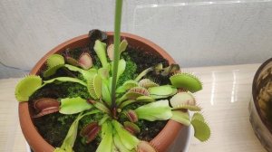 Мухоловка ловит муху.