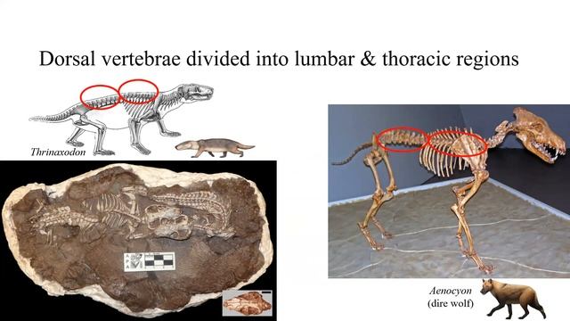 March 1: Lecture 15: Synapsida III & End-Permian Mass Extinction смотреть онлайн