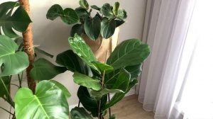 Растения в Интерьере. Обзор Моей Коллекции Комнатных Растений (Ноябрь, 2021)