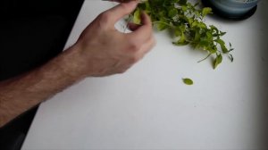 Паслен. Обрезка и посадка черенков