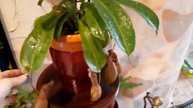 Мухолов - Кувшиночник. ( Непентес ) Полив, уход и содержание дома экзотического растения. смотреть онлайн