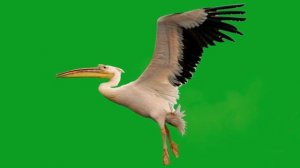 ФУТАЖИ ХРОМАКЕЙ  ДЛЯ ВИДЕОМОНТАЖА