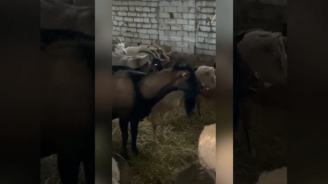 Охота у козы! Нужен ли свой козел?! Как Понять что коза в охоте, если своего козла нет, козёл нужен смотреть онлайн