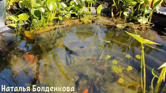 Халуми на завтрак//Козы//Куры-орлы//Кролики//Рыбки в пруду//Чудесное утро смотреть онлайн