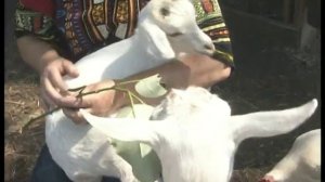 Зааненская и нубийская породы коз. Урожайные грядки.