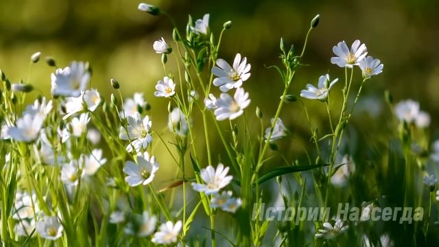«Ты ее под забором нашел?» свекровь выставила невесту. Но такого она… смотреть онлайн