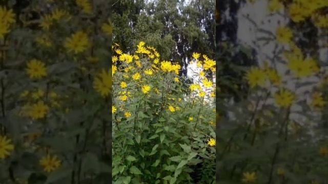 Топинамбур посадка и уход смотреть онлайн