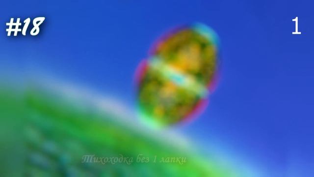 Невероятные фото, сделанные с помощью микроскопа №15 [Под микроскопом] смотреть онлайн