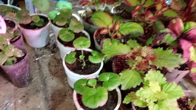 Что растет на стеллажах? Обзор.Декабрь 2022 смотреть онлайн