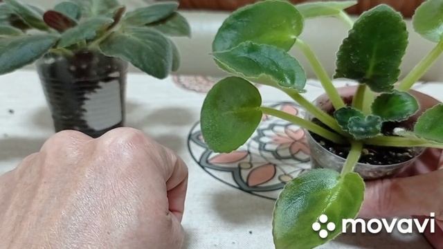 Мучнистый червец на фиалках! Ядохимикаты, как бороться с мучнистым червецом. смотреть онлайн