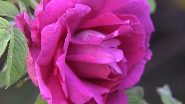Rosa rugosa / Шиповник морщинистый, махровая форма смотреть онлайн