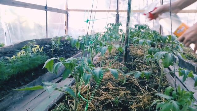 Обработка томатов борной кислотой