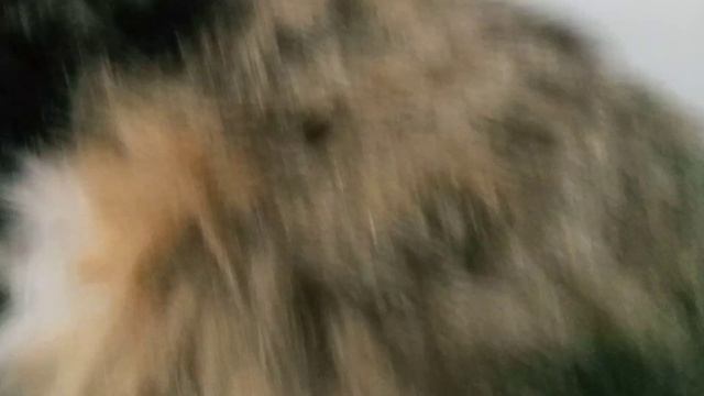 Обзор на кошку 2