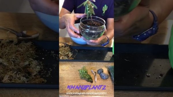 Biophytum Sensitivum Terrarium.