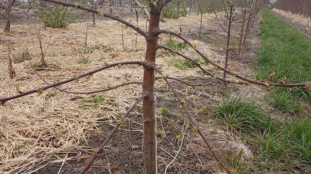 Черешня на подвое ВСЛ 2.