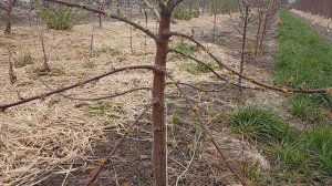 Черешня на подвое ВСЛ 2.