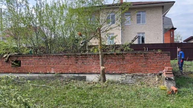 Я корни дерева шатал: расчистка фундамента от деревьев. Первый запуск Stihl 194T смотреть онлайн