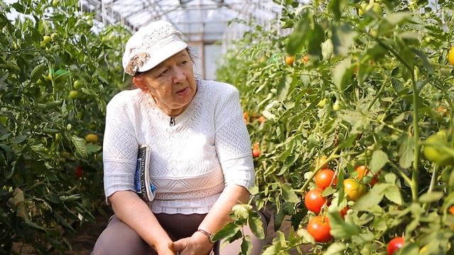 Ранний и урожайный томат Прекрасная Леди. Раннеспелый томат устойчивый к стрессам и болезням. смотреть онлайн