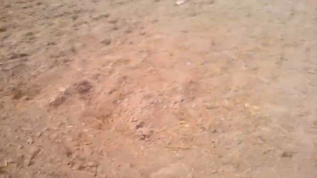 Посев моркови ручной сеялкой 14соток смотреть онлайн