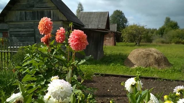 Осенние цветы смотреть онлайн