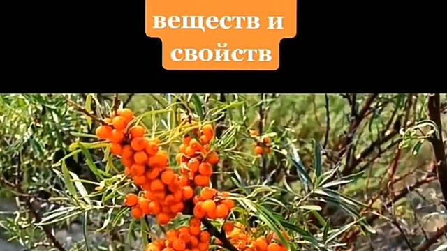 Облепиха полезные свойства и противопоказания при давлении смотреть онлайн