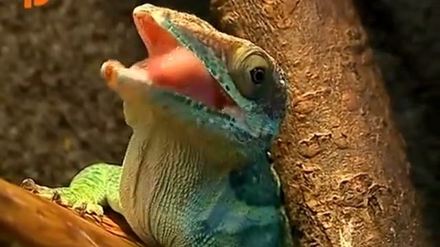 Анолис рыцарь (Anolis equestris) видеосюжет смотреть онлайн