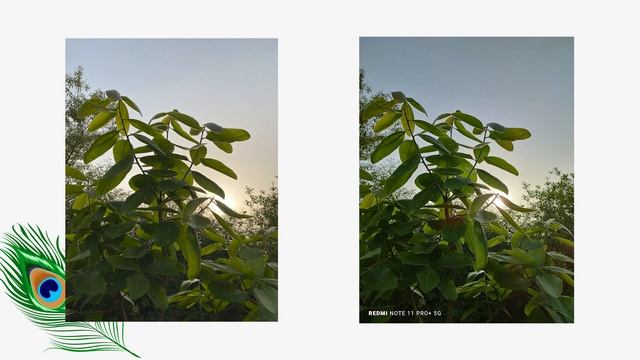 Redmi Note 11 Pro Plus Vs iPhone 11 Camera Test?? | 108MP Vs 12MP | iPhone 11 Vs Redmi Note 11 Pro+