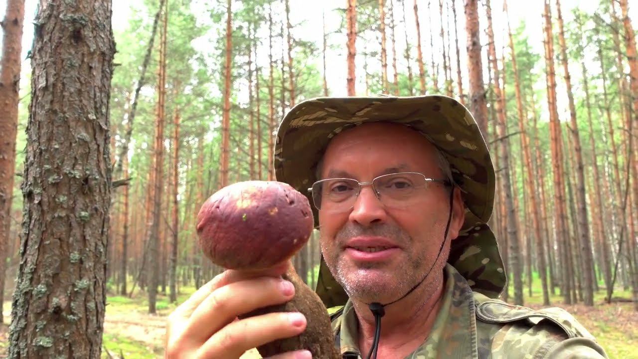 ЖЕЛТО-БУРЫЕ ПОДОСИНОВИКИ, БОРОВИКИ И ДУБОВЫЕ БЕЛЫЕ - В ОДИН ДЕНЬ! А ВАМ СЛАБО?! 3 ВИДА ГРИБОВ СРАЗУ!